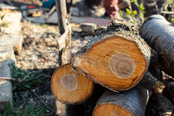 How Our Tree Care Process Works  in  Farmerville, LA