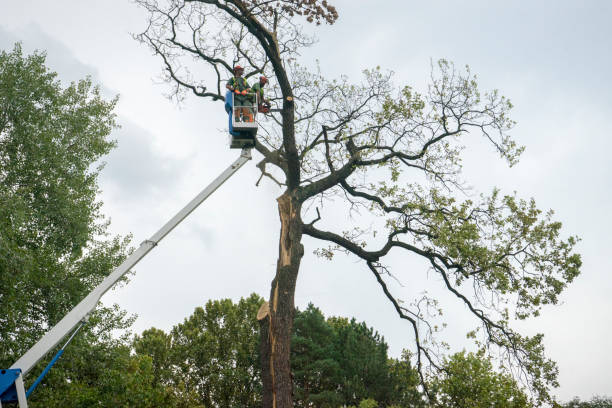 Best Hedge Trimming  in Farmerville, LA