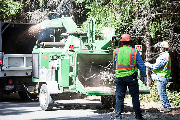 Best Hazardous Tree Removal  in Farmerville, LA